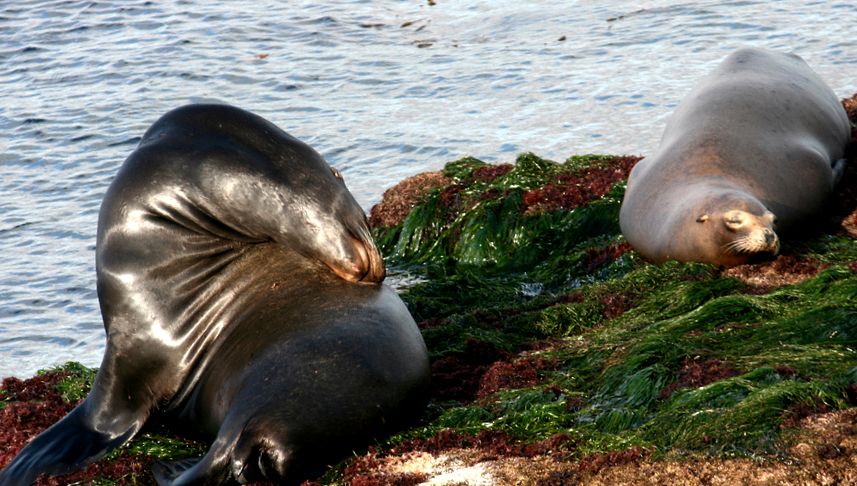 Enciclopedia Animalelor Leilor de Mare nautic