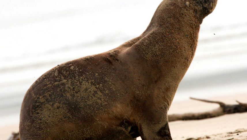 Enciclopedia Animalelor Leilor de Mare enciclopedie