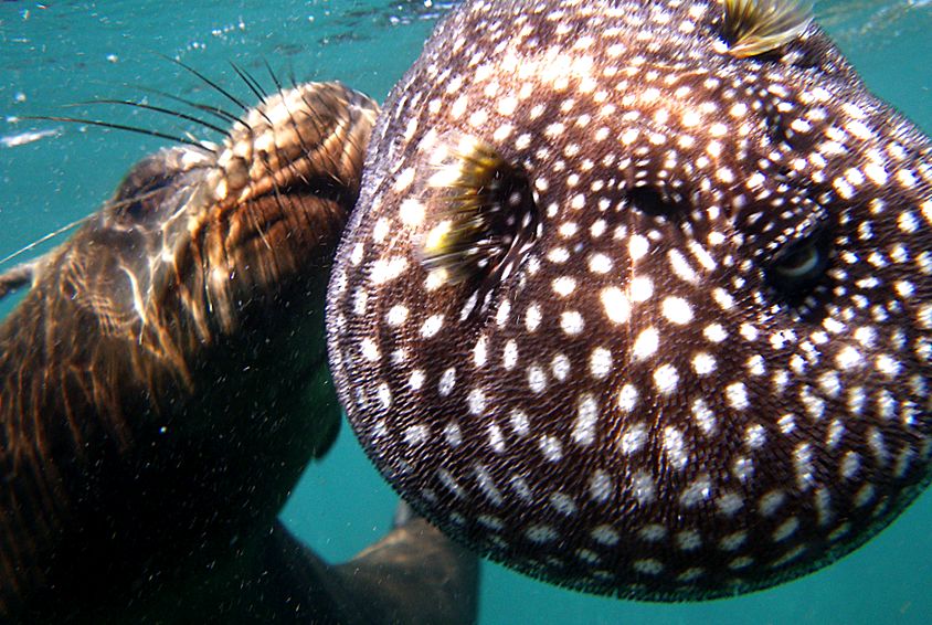Enciclopedia Animalelor Leilor de Mare nautic