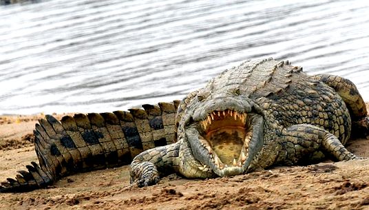 Crocodile Animal Encyclopedia toți crocodilii