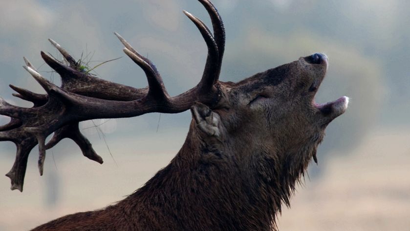 Deer Animal Encyclopedia cerb