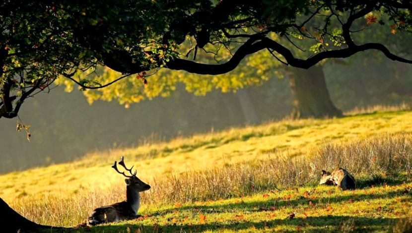 Deer Animal Encyclopedia specii de cerbi