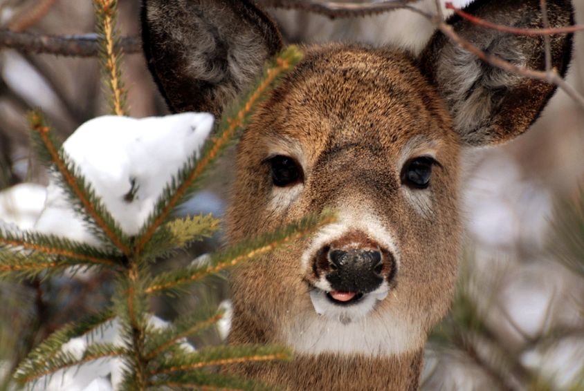 Deer Animal Encyclopedia animal