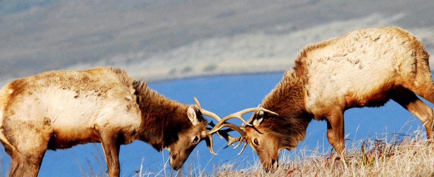 Deer Animal Encyclopedia animal