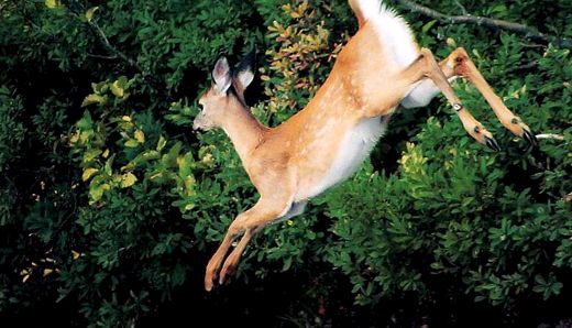 Deer Animal Encyclopedia enciclopedie