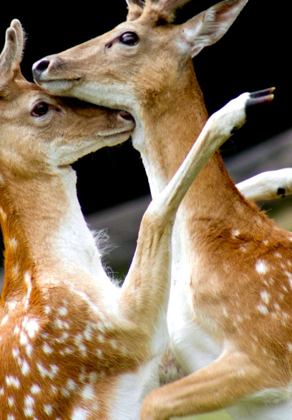 Deer Animal Encyclopedia cerb