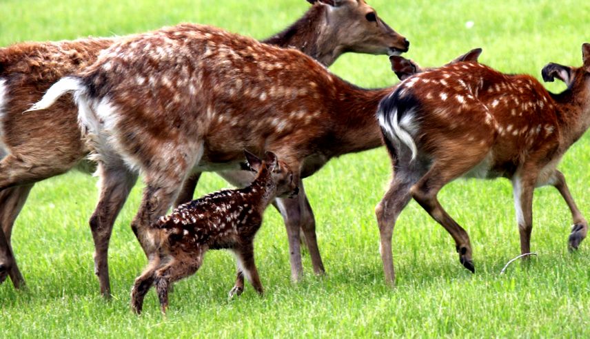 Deer Animal Encyclopedia animal