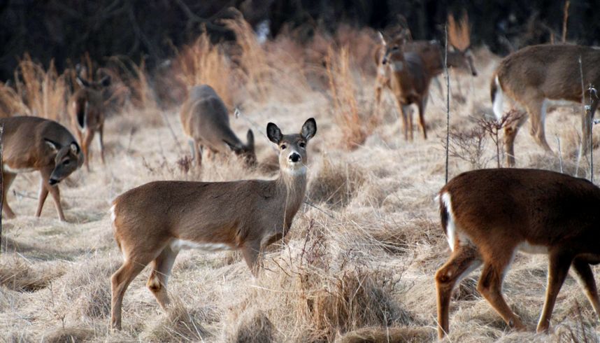 Deer Animal Encyclopedia specii de cerbi