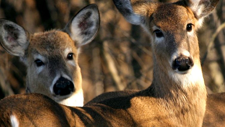 Deer Animal Encyclopedia cerb