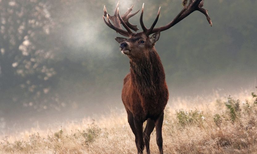 Deer Animal Encyclopedia cerb