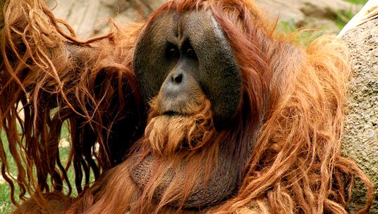 Oamenii pădurii orangutanilor ramuri ramură