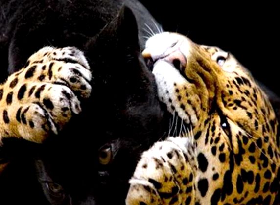 Pantera este o fiară care nu există leopard jaguar