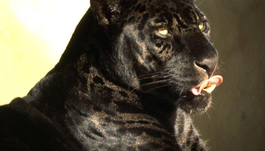 Enciclopedia animalelor leopard leopard