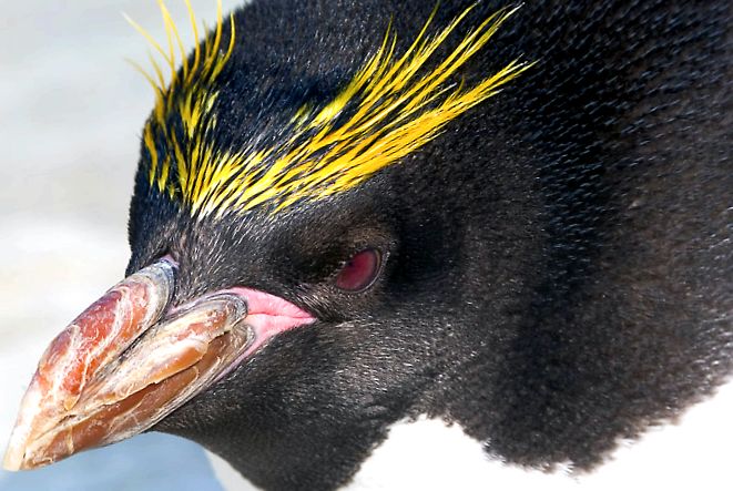 Enciclopedia Animalelor Pinguinii specii de pinguini