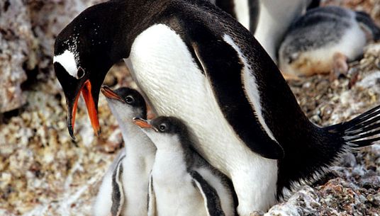 Enciclopedia Animalelor Pinguinii enciclopedie