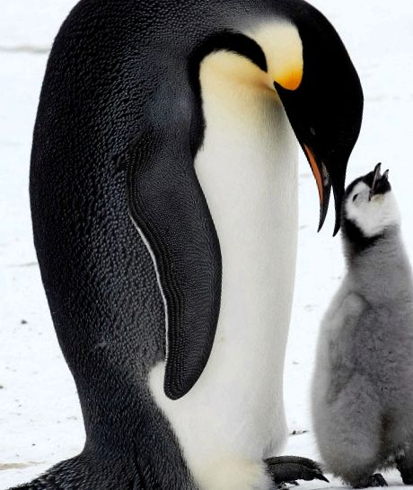 Enciclopedia Animalelor Pinguinii specii de pinguini