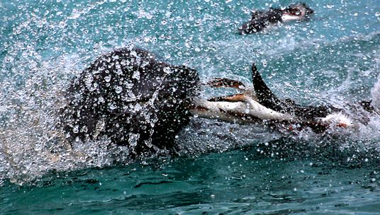 Enciclopedia Animalelor Pinguinii specii de pinguini