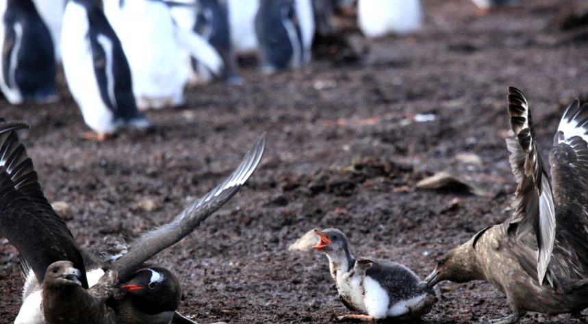 Enciclopedia Animalelor Pinguinii specii de pinguini