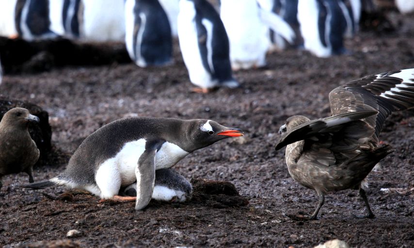 Enciclopedia Animalelor Pinguinii pinguin