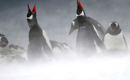 Enciclopedia Animalelor Pinguinii animal