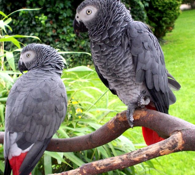 Papagalii Animal Enciclopedia specia poate