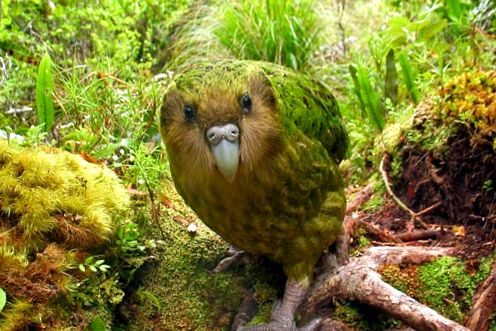 Papagalii Animal Enciclopedia specia poate