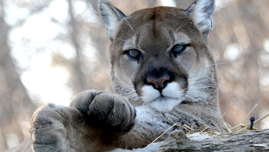 Enciclopedia Puma Animal puma