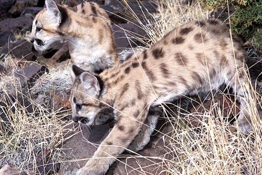 Enciclopedia Puma Animal pronunţat