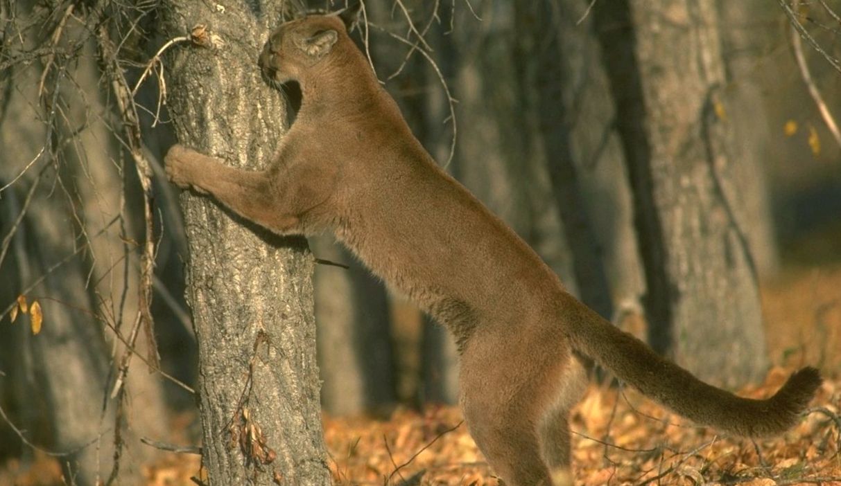 Enciclopedia Puma Animal pronunţat