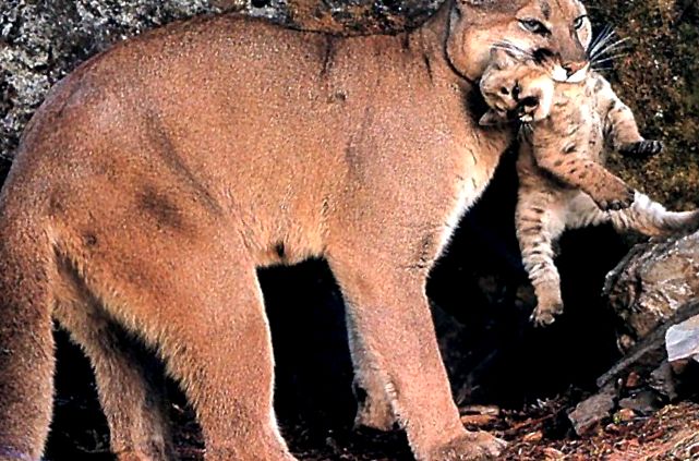 Enciclopedia Puma Animal puma