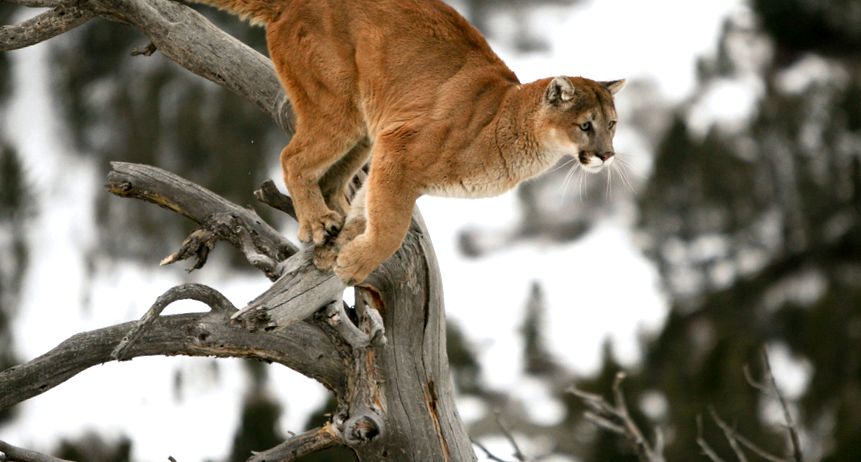 Enciclopedia Puma Animal enciclopedie