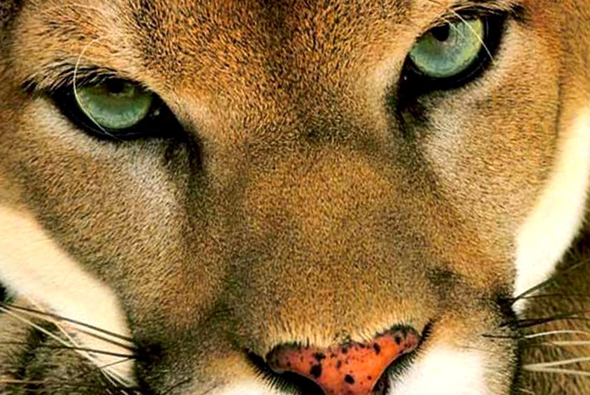 Enciclopedia Puma Animal animal