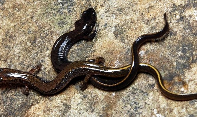 Enciclopedia animalelor Salamandrelor tipuri de salamandre