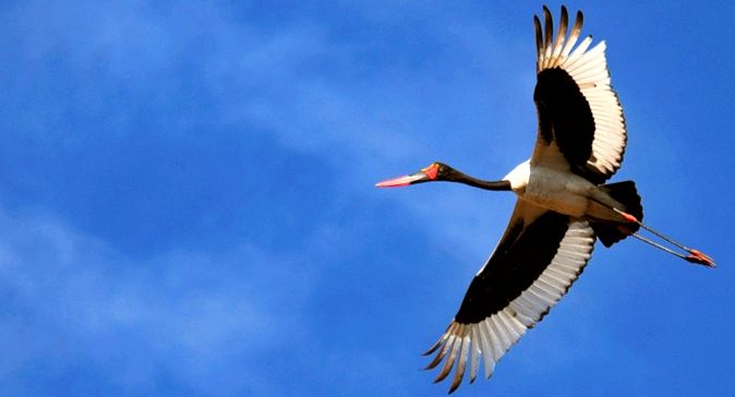 Saddlebills and Yabiru Animal Encyclopedia animal