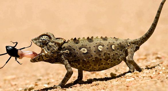 Maeștrii deghizării - cameleoni cameleon