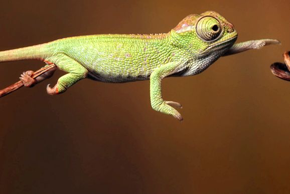 Maeștrii deghizării - cameleoni cameleon