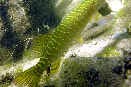 Enciclopedia Pike Animal enciclopedie