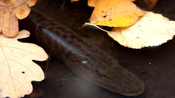 Enciclopedia Pike Animal animal