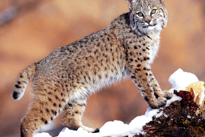Enciclopedia animalelor Lynx enciclopedie