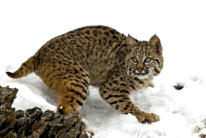 Enciclopedia animalelor Lynx tipuri de râs