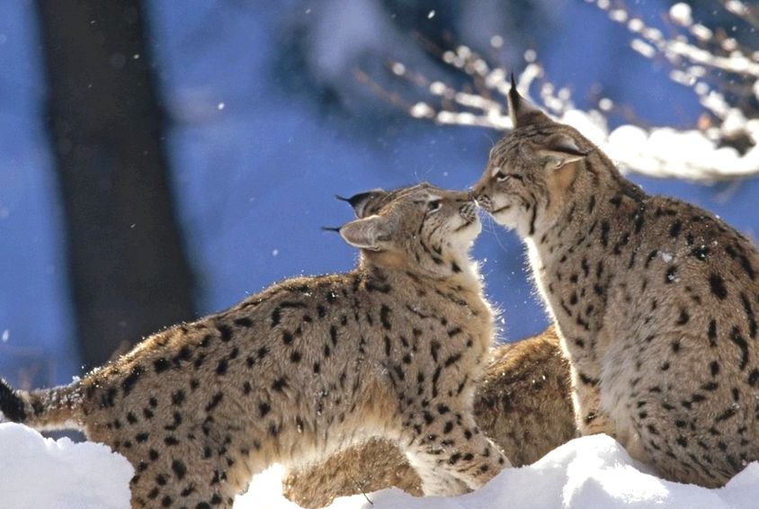 Enciclopedia animalelor Lynx animal