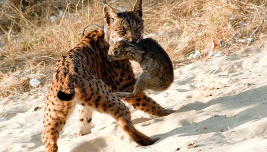 Enciclopedia animalelor Lynx animal
