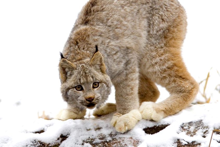 lynx lynx