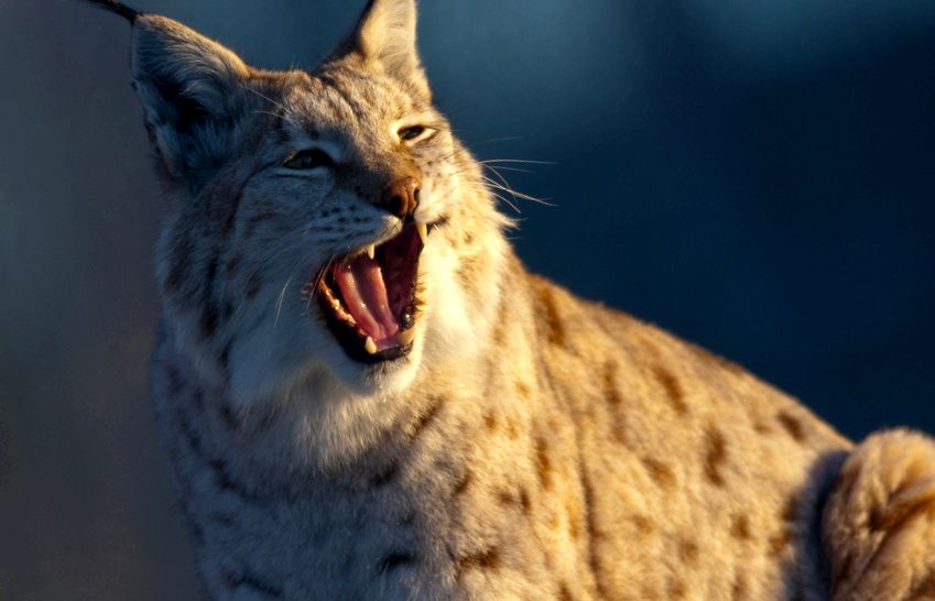 Enciclopedia animalelor Lynx animal