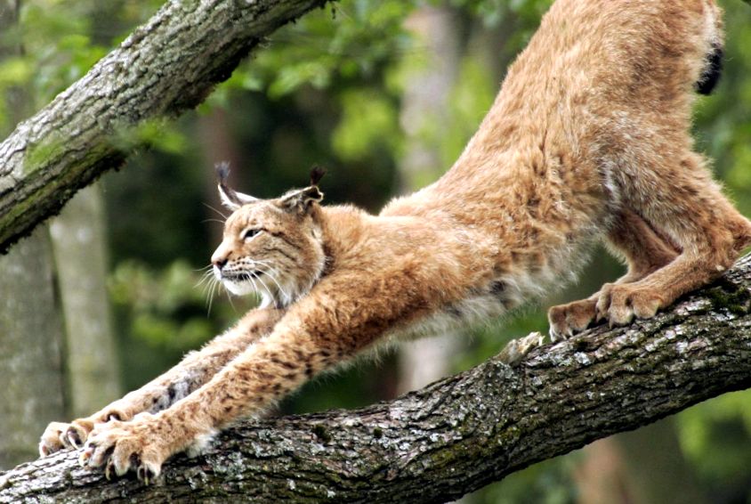 Enciclopedia animalelor Lynx animal