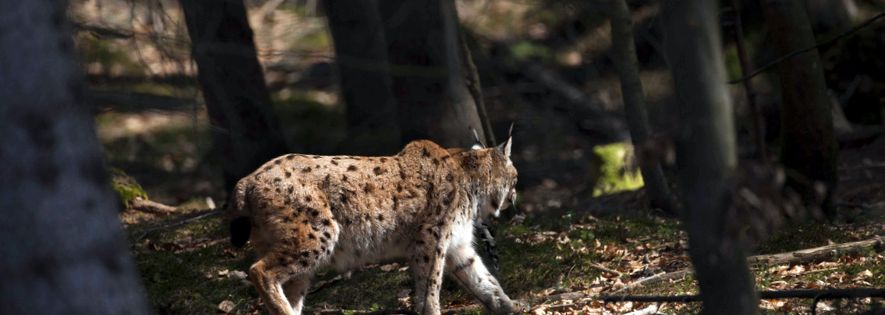 Enciclopedia animalelor Lynx trap