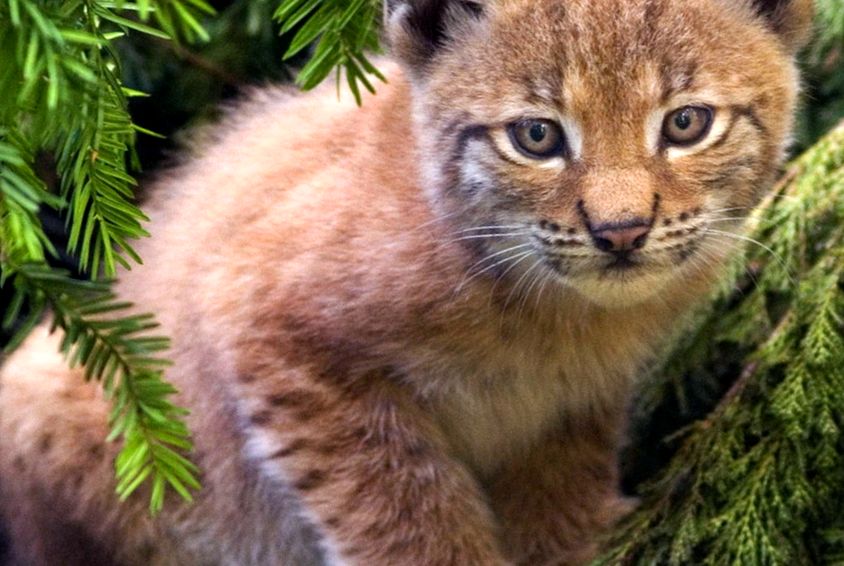 Enciclopedia animalelor Lynx tipuri de râs