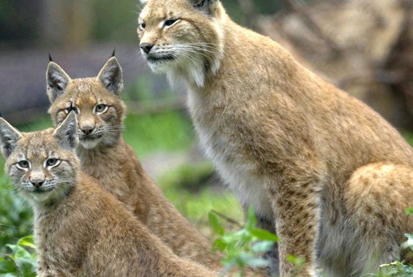 Enciclopedia animalelor Lynx tipuri de râs