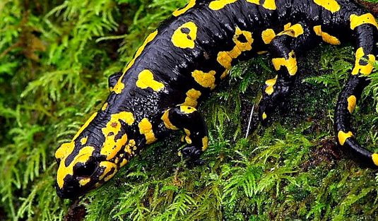 Enciclopedia animalelor Salamandrelor tipuri de salamandre