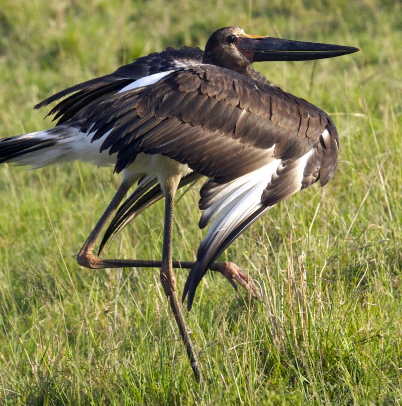 Saddlebills and Yabiru Animal Encyclopedia enciclopedie